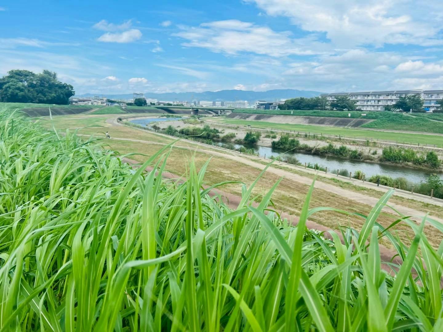 田んぼの緑の稲と川沿いののどかな風景