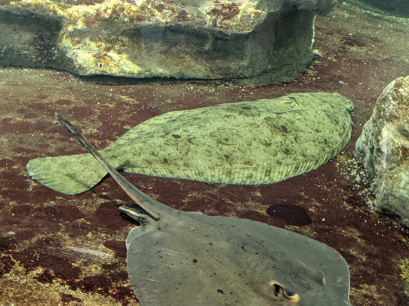 水族箱底部的鰩魚與鯊魚般的魚