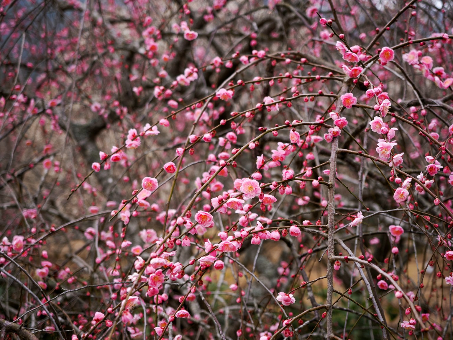 Primo piano di fiori di pruno in fiore su rami di alberi