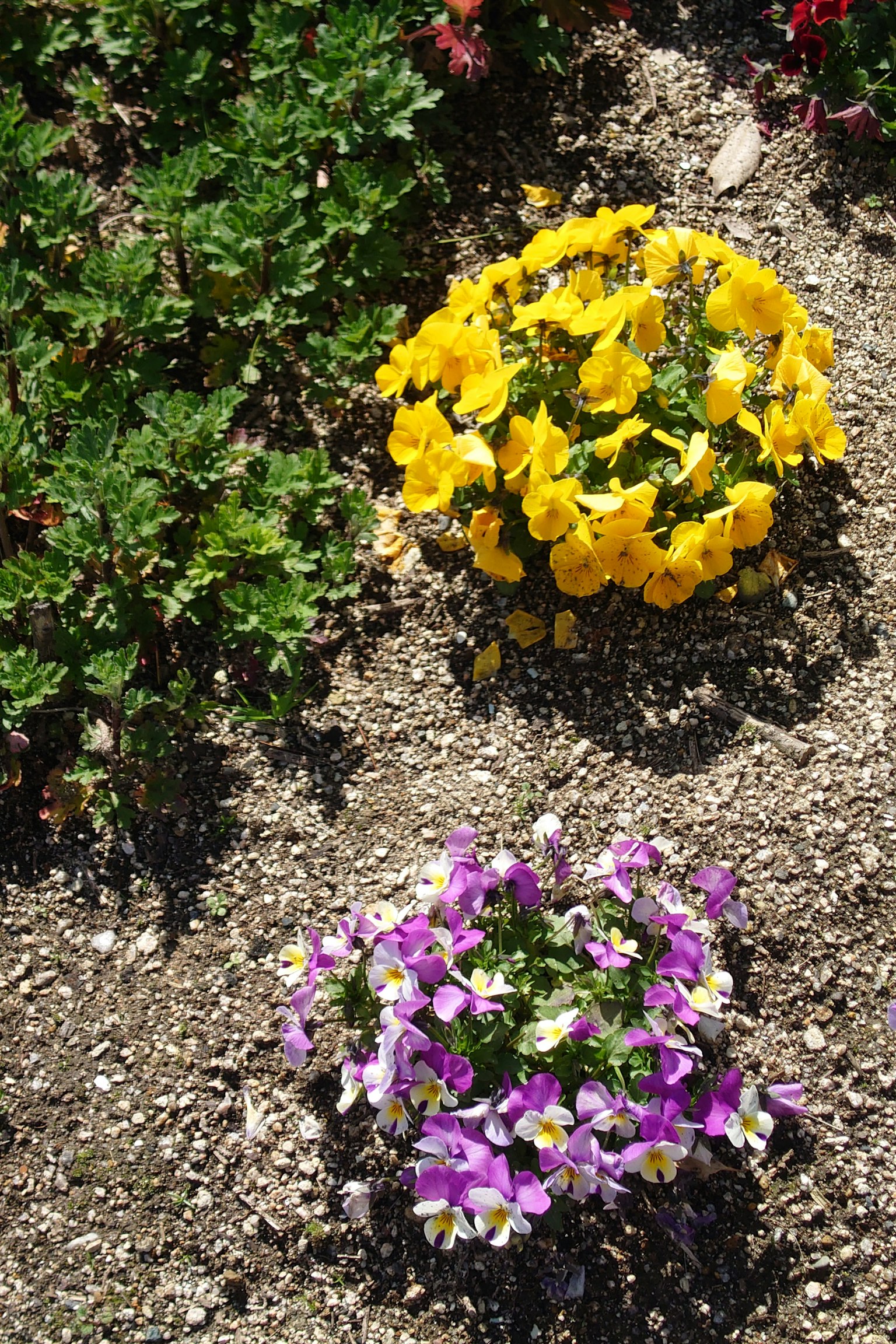 Una sección de jardín con flores amarillas y moradas en flor