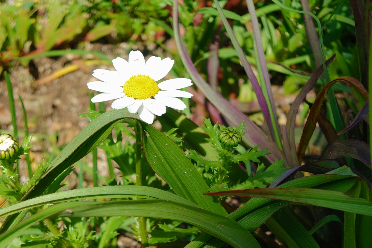 A white daisy flower surrounded by green leaves