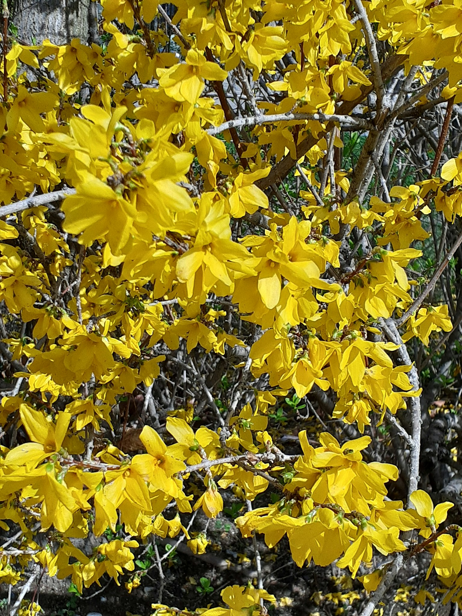 Rami coperti di fiori gialli vivaci