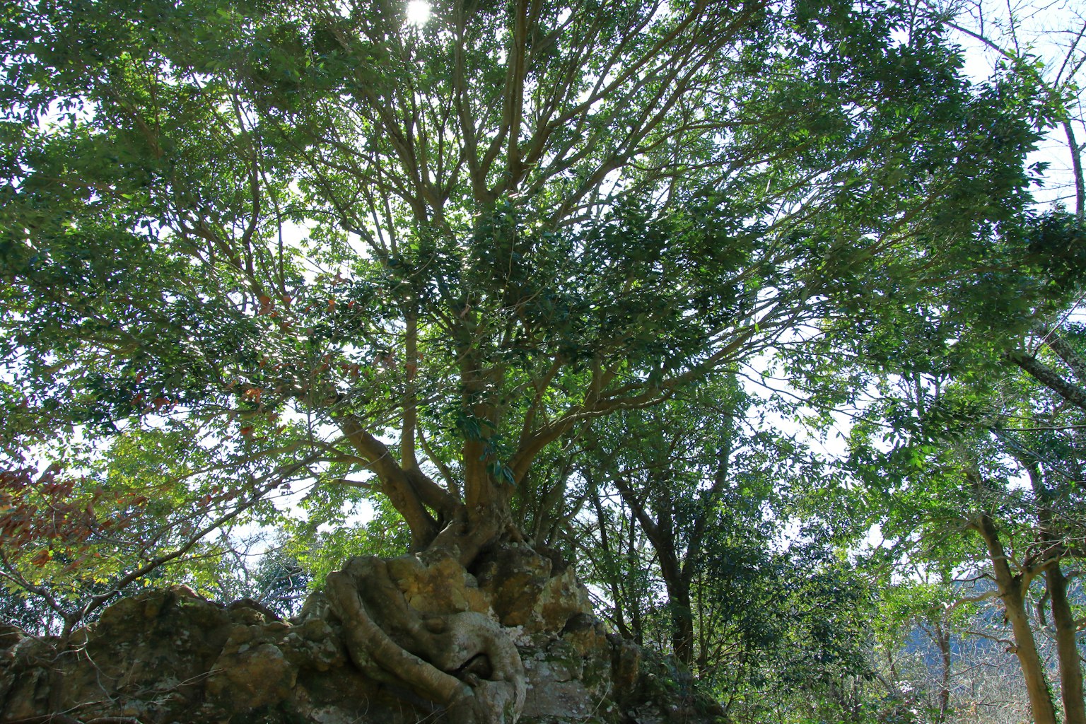 Un grande albero verde che si erge su una roccia con la luce del sole che filtra tra le sue foglie