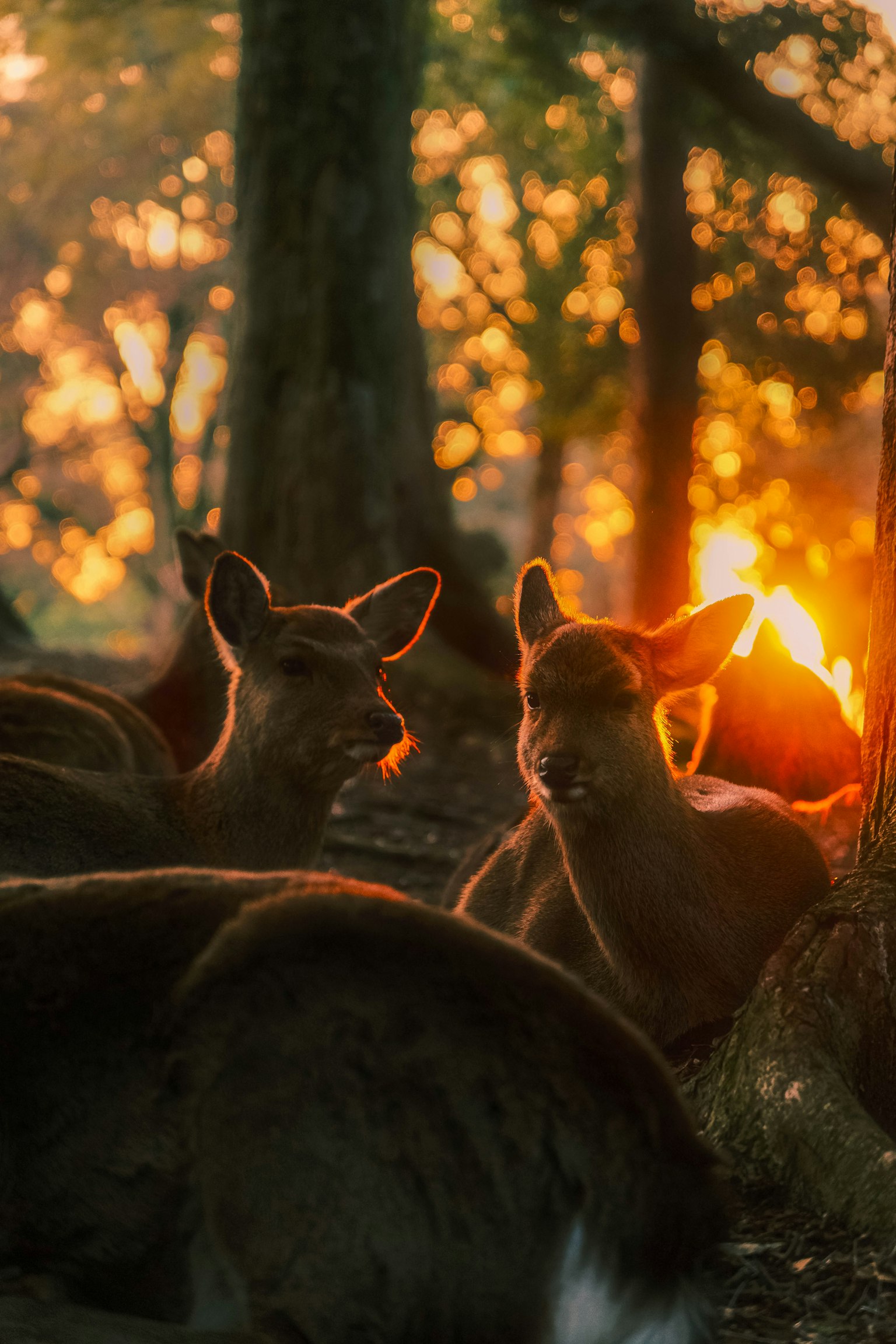 Un groupe de cerfs assis parmi des arbres avec un coucher de soleil en arrière-plan