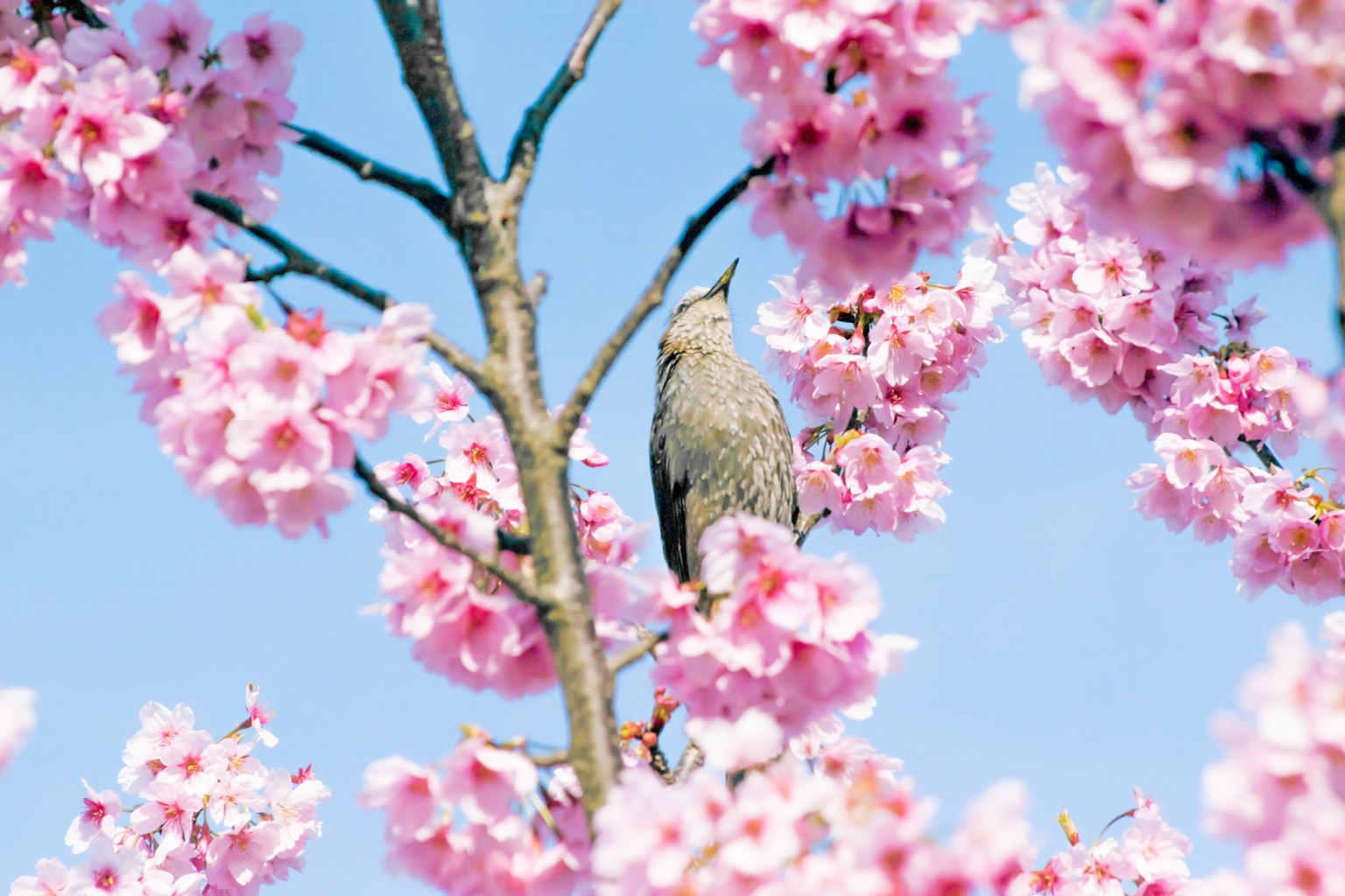 Un uccello appollaiato tra i fiori di ciliegio contro un cielo blu