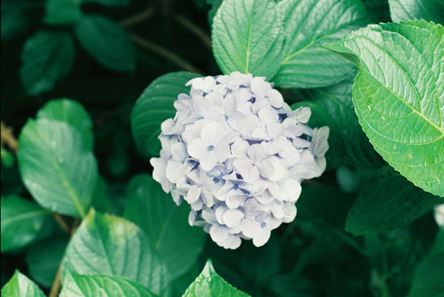 Primo piano di un fiore blu-viola circondato da foglie verdi