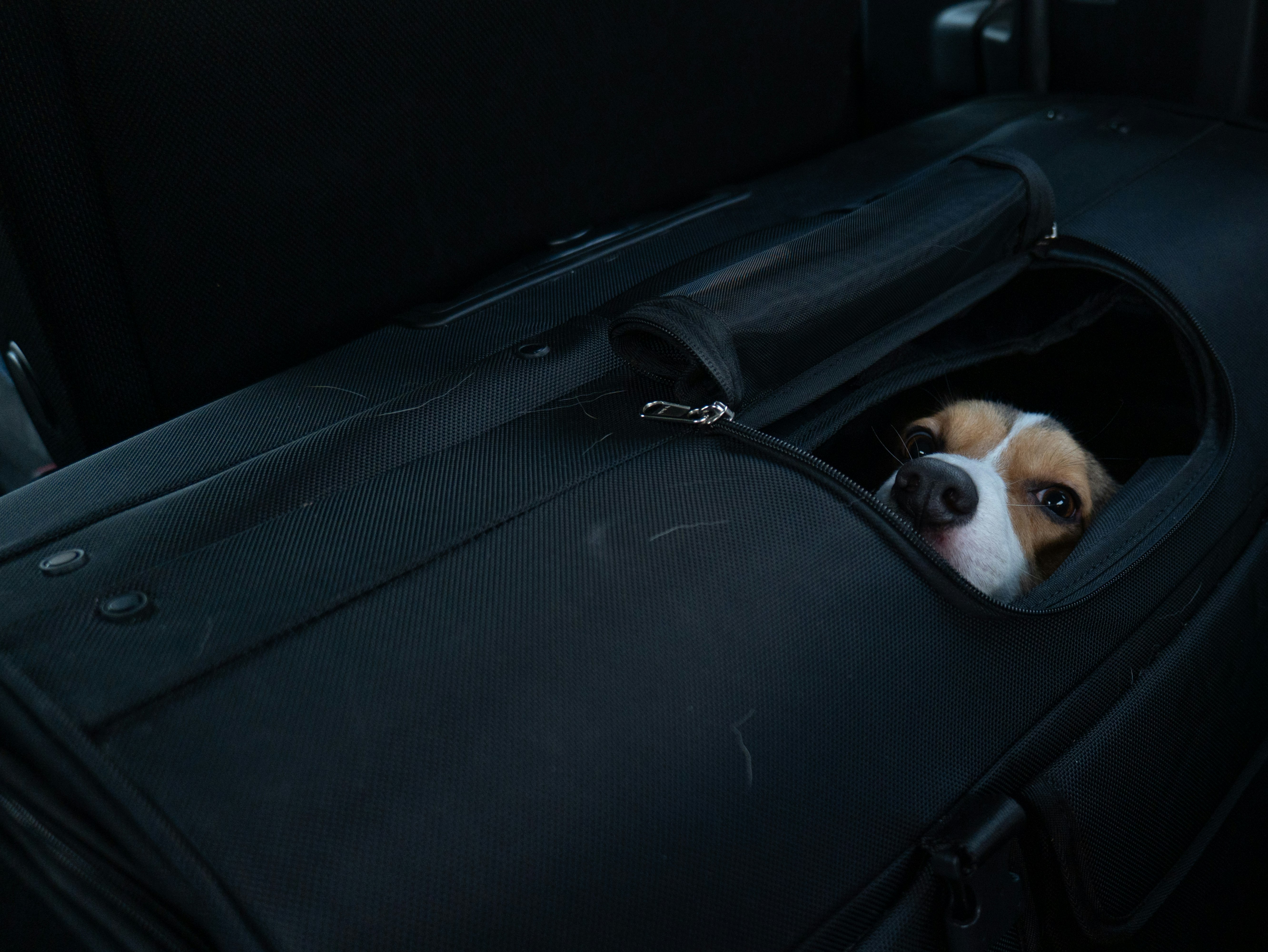 cane che guarda dall’interno di un’auto