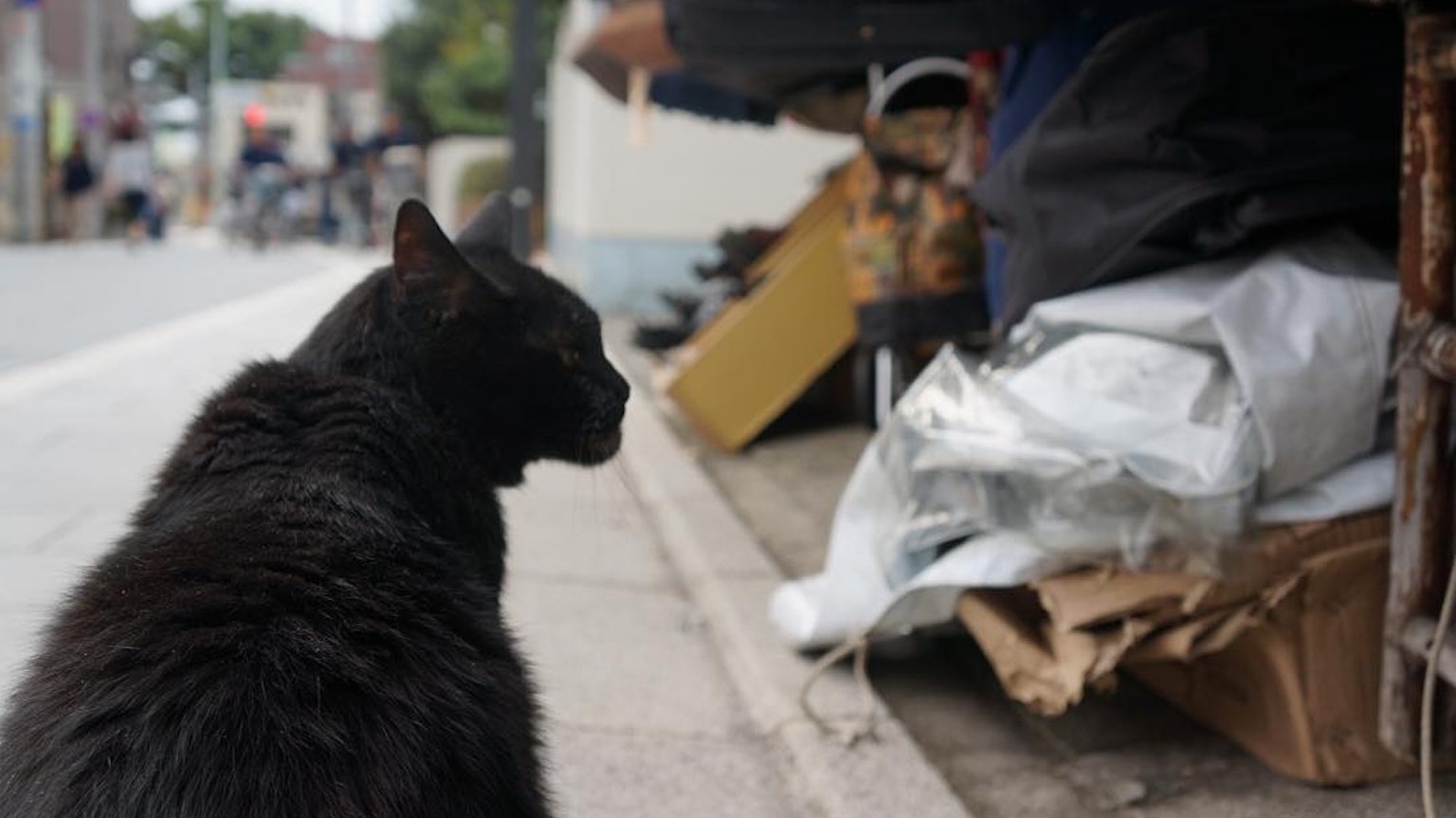 A black cat sitting near trash on a city street