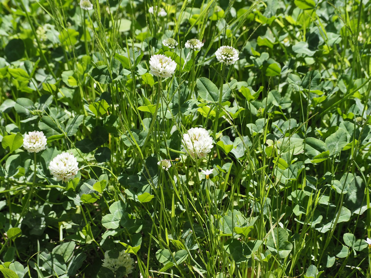 A lush green field with blooming white clover flowers