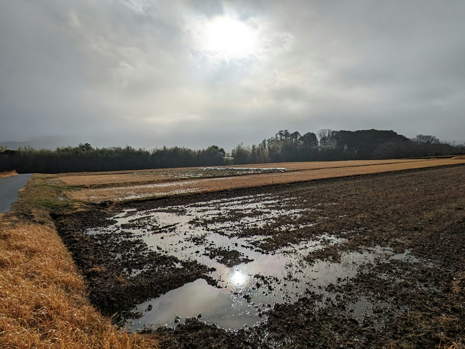 Paysage d'un champ de riz avec des flaques sous un ciel nuageux