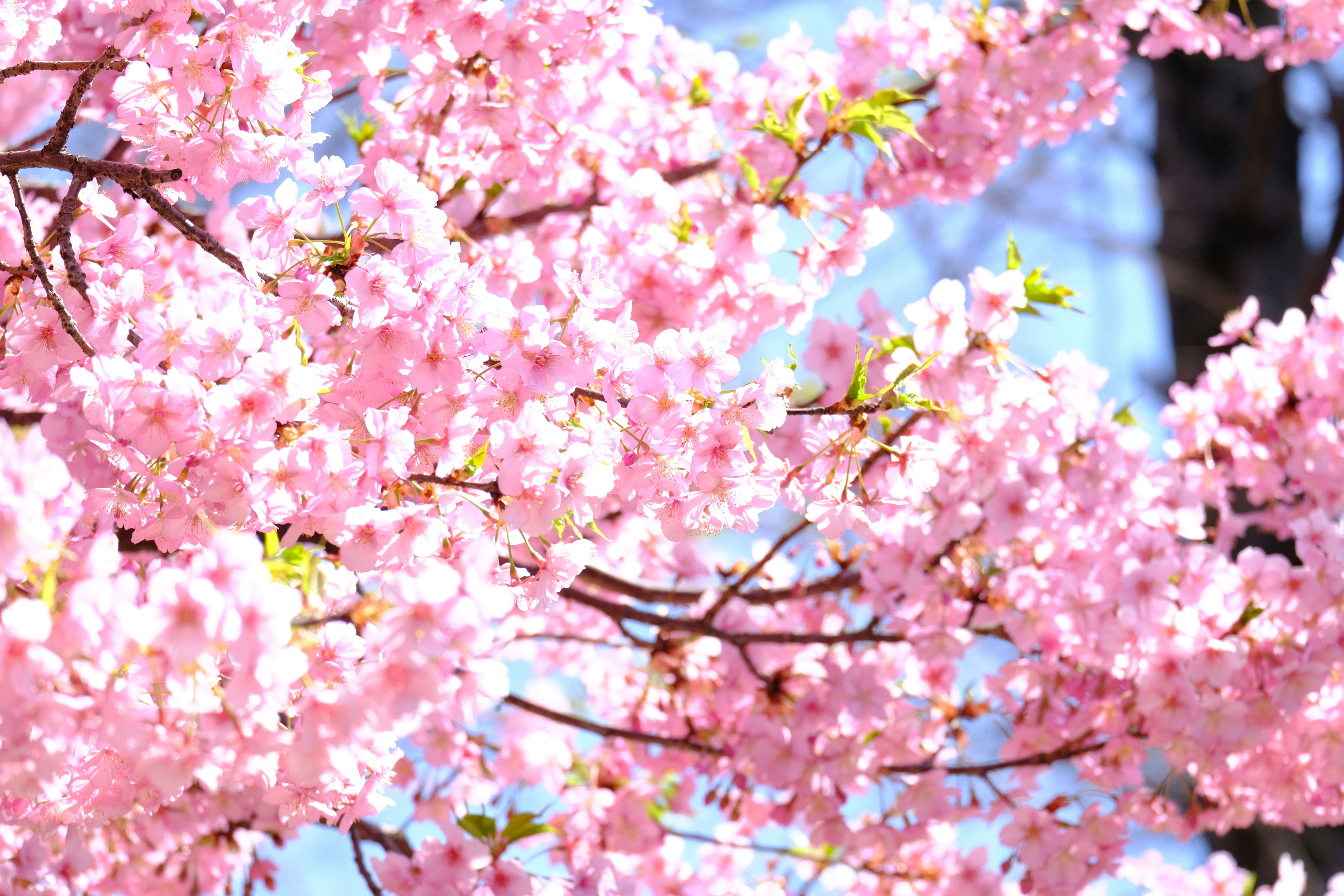 桜の花が枝いっぱいに咲く春の景色