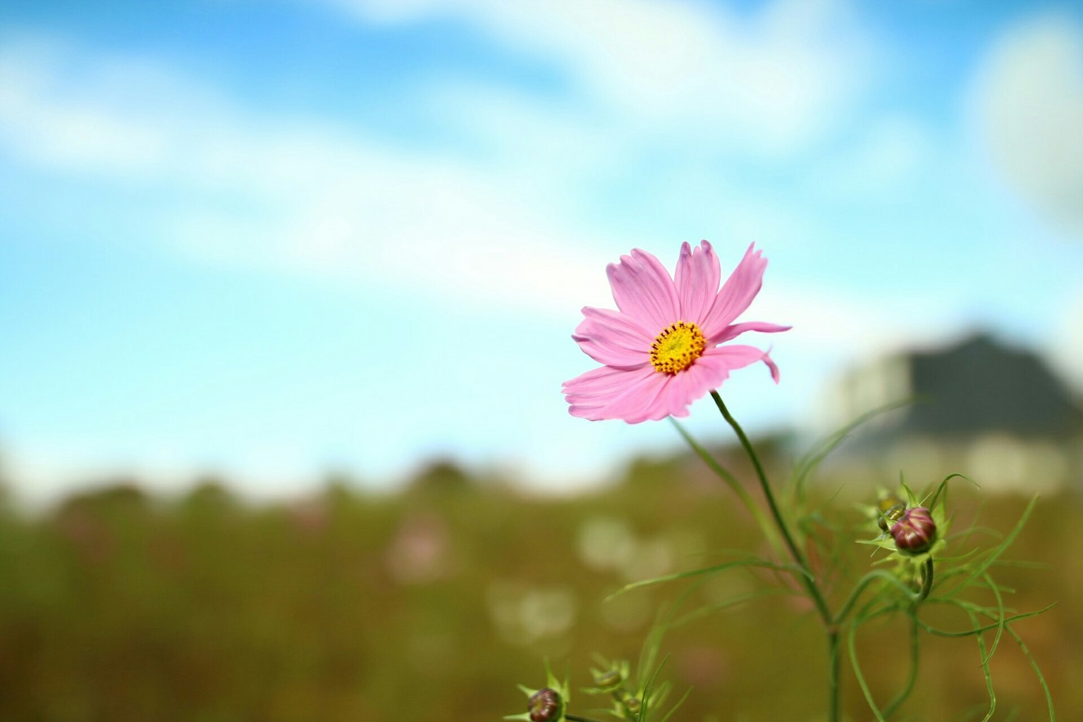 Flor de cosmos rosa floreciendo bajo un cielo azul