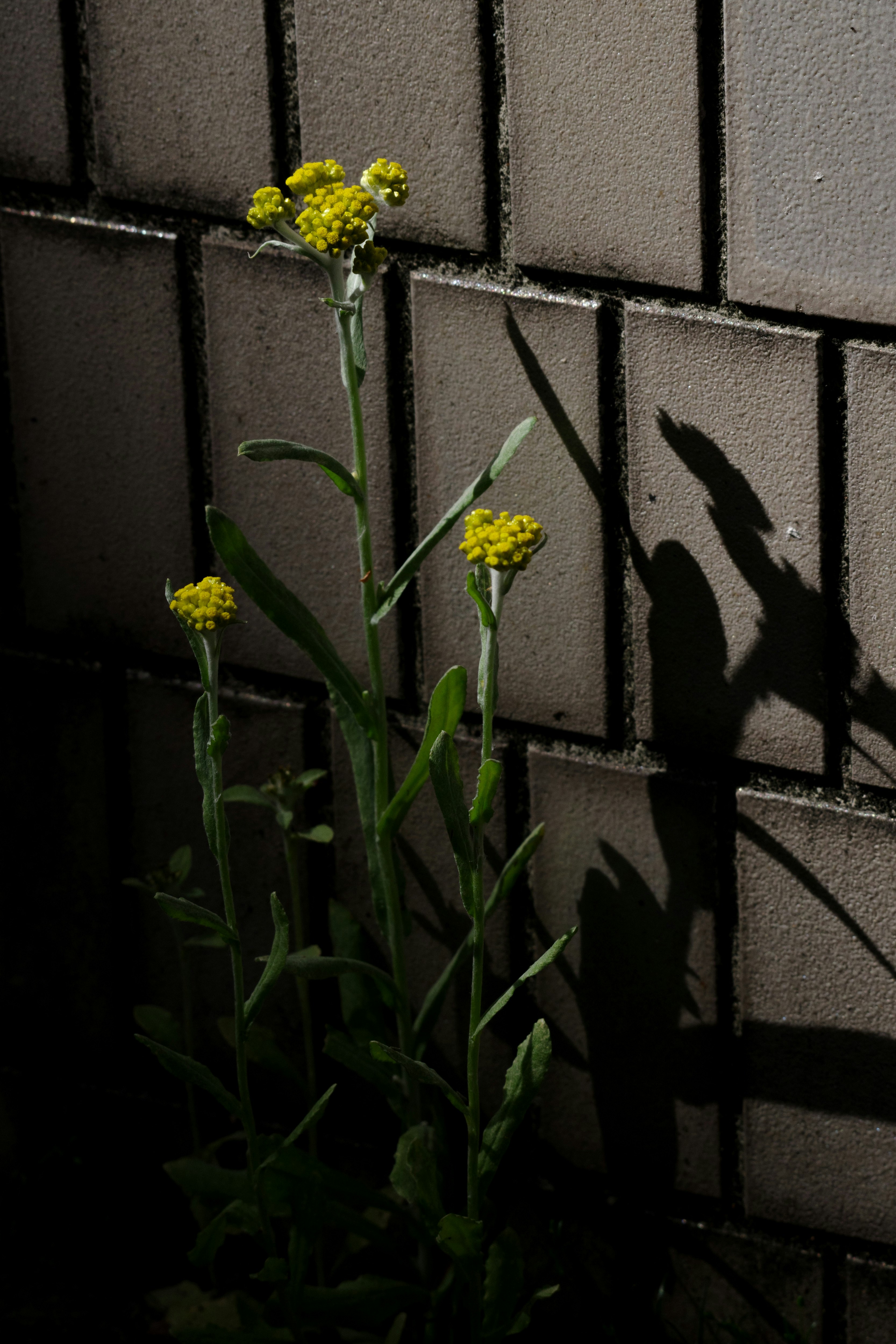 砖墙缝隙里生长的哈哈科菊花