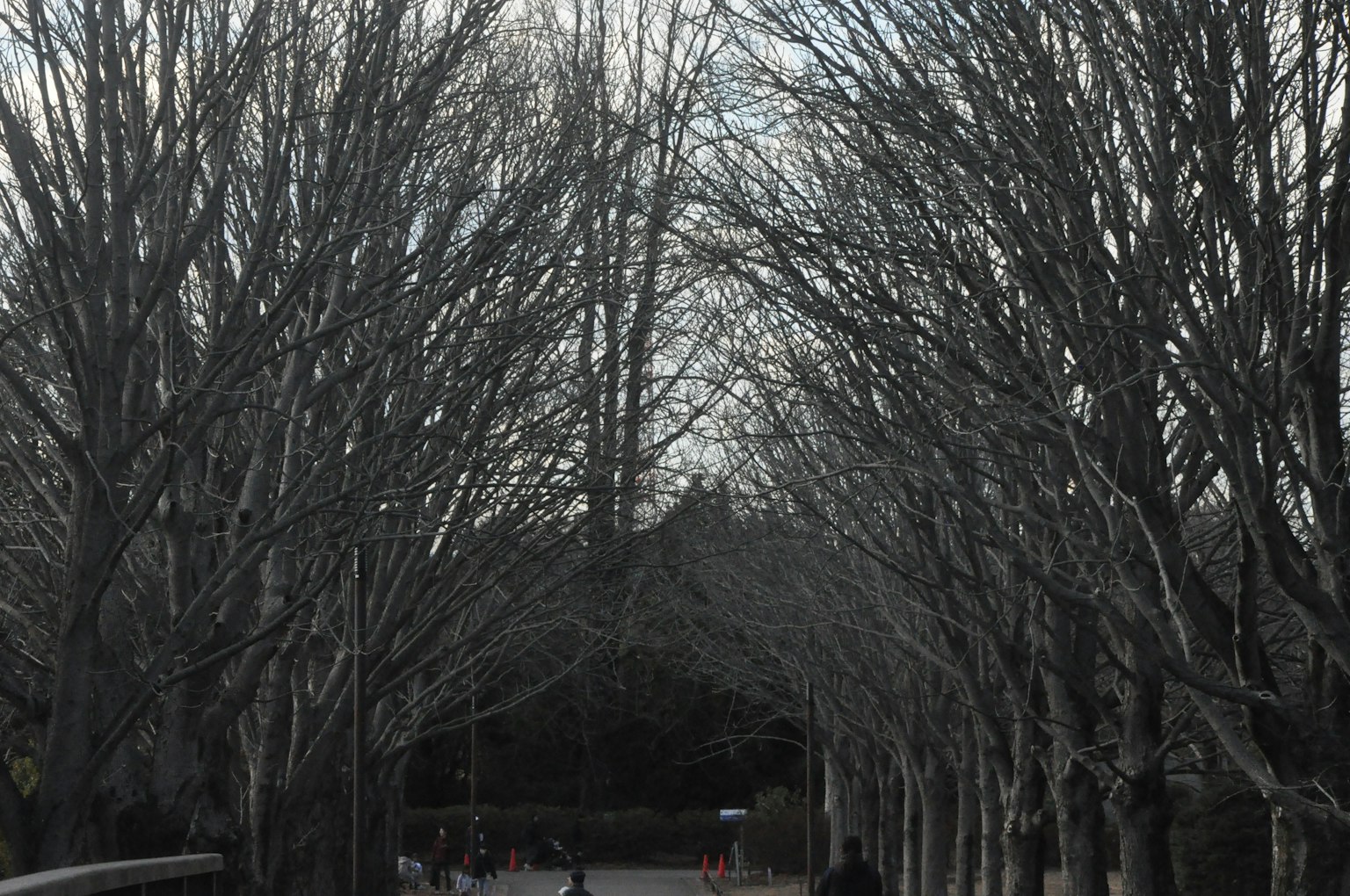 Un sentiero tranquillo fiancheggiato da alberi spogli in inverno