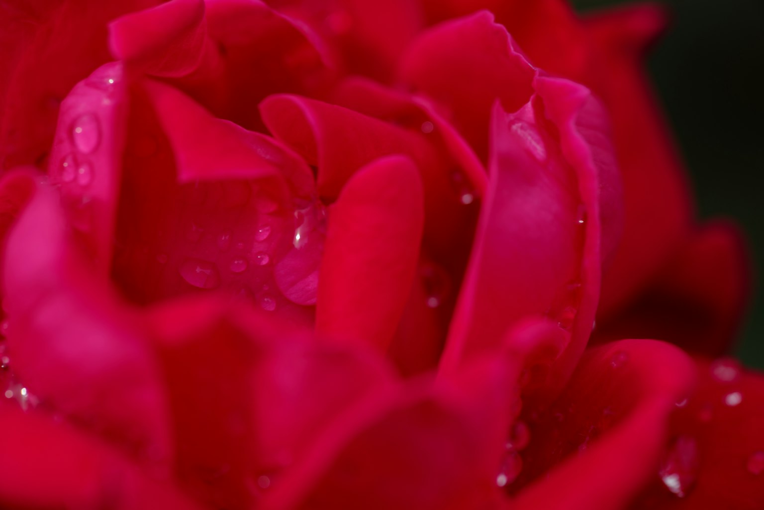 Close-up of a vibrant red rose petal with droplets of water