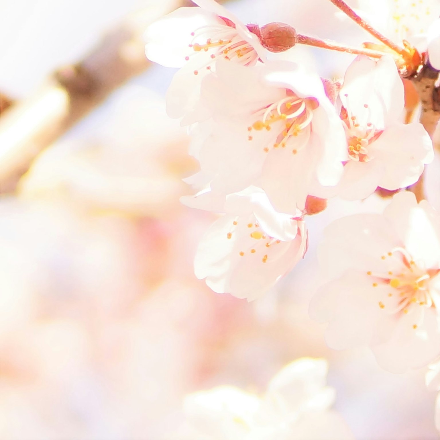 Primer plano de flores de cerezo rosa suave en una rama