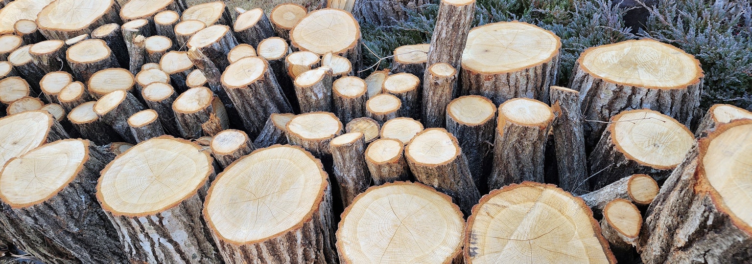 Ordentlich angeordnete Baumstämme und Baumstümpfe, die natürliche Holztexturen zeigen