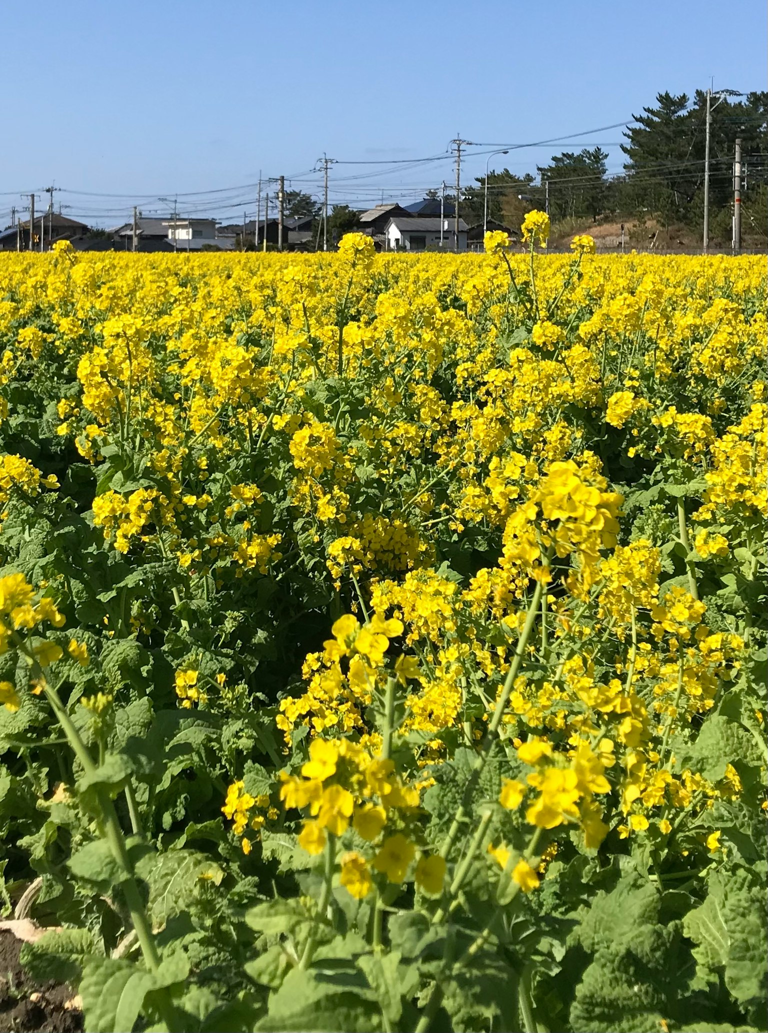 Ampio campo di fiori di colza gialli in fiore sotto un cielo blu