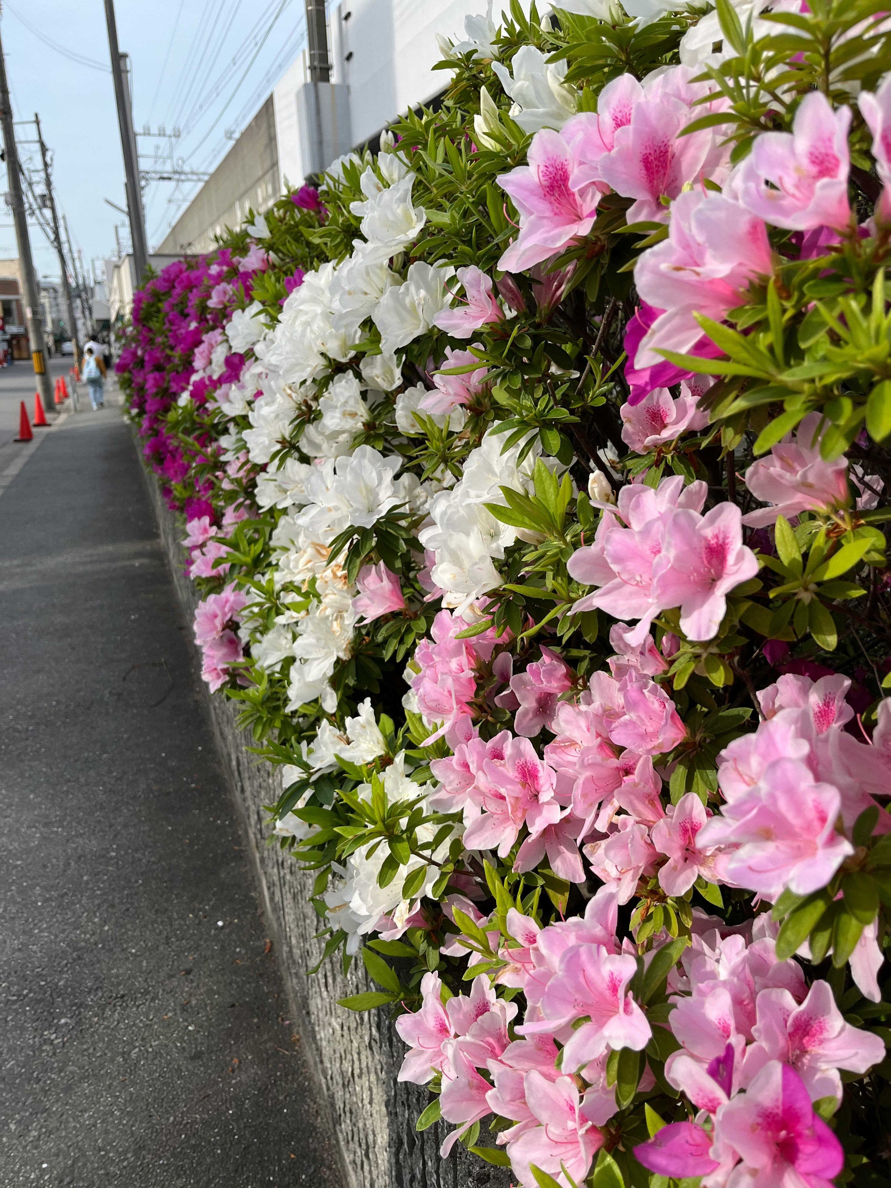 路地沿いに並ぶ色とりどりの花のフラワーアレンジメント