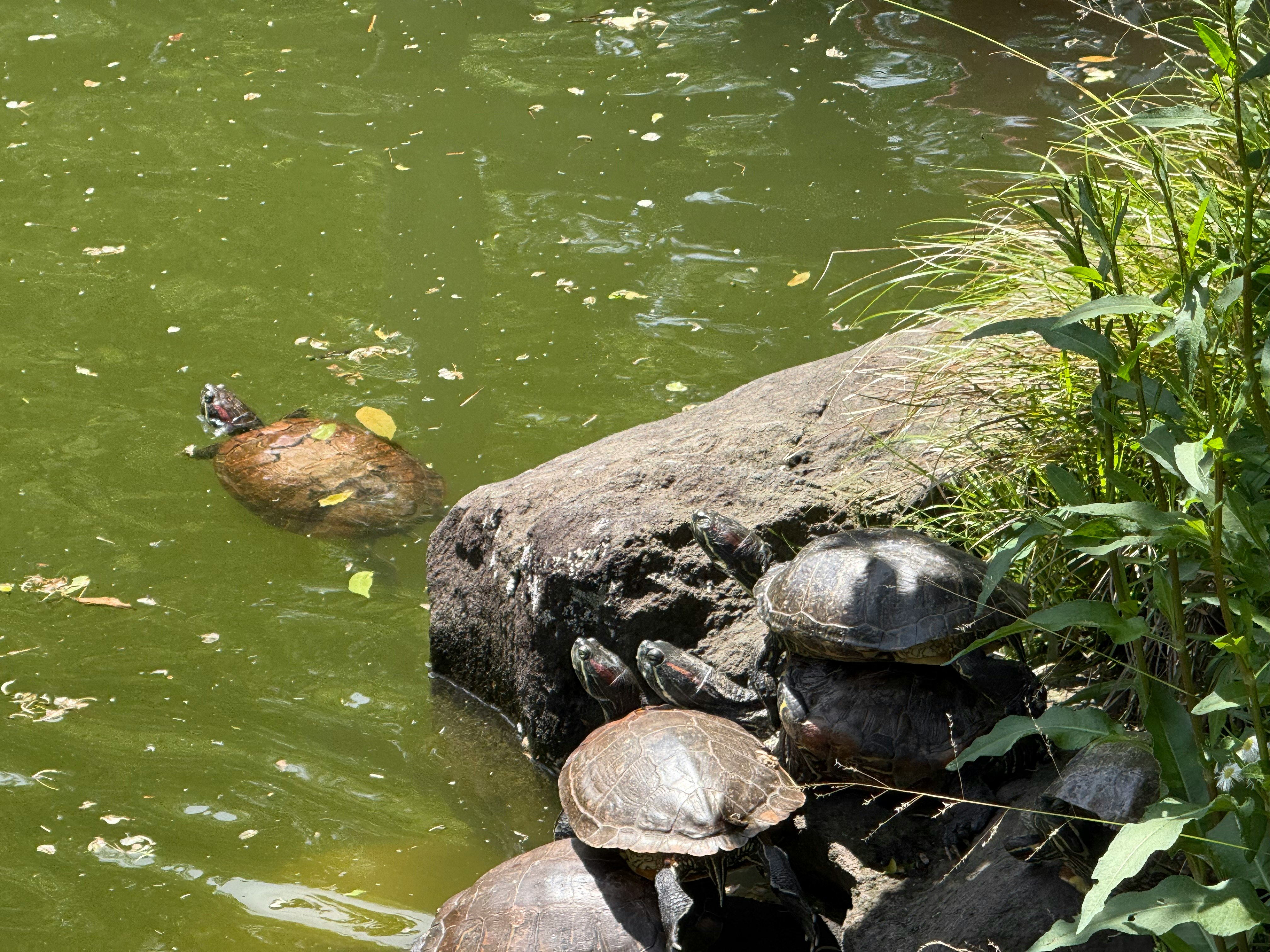 水辺の岩の上で甲羅を並べるカメ
