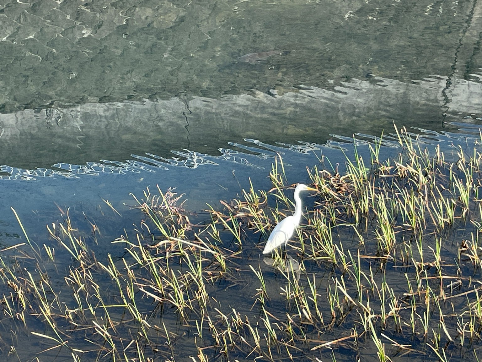 Seekor heron putih berdiri di air dangkal di antara rumput