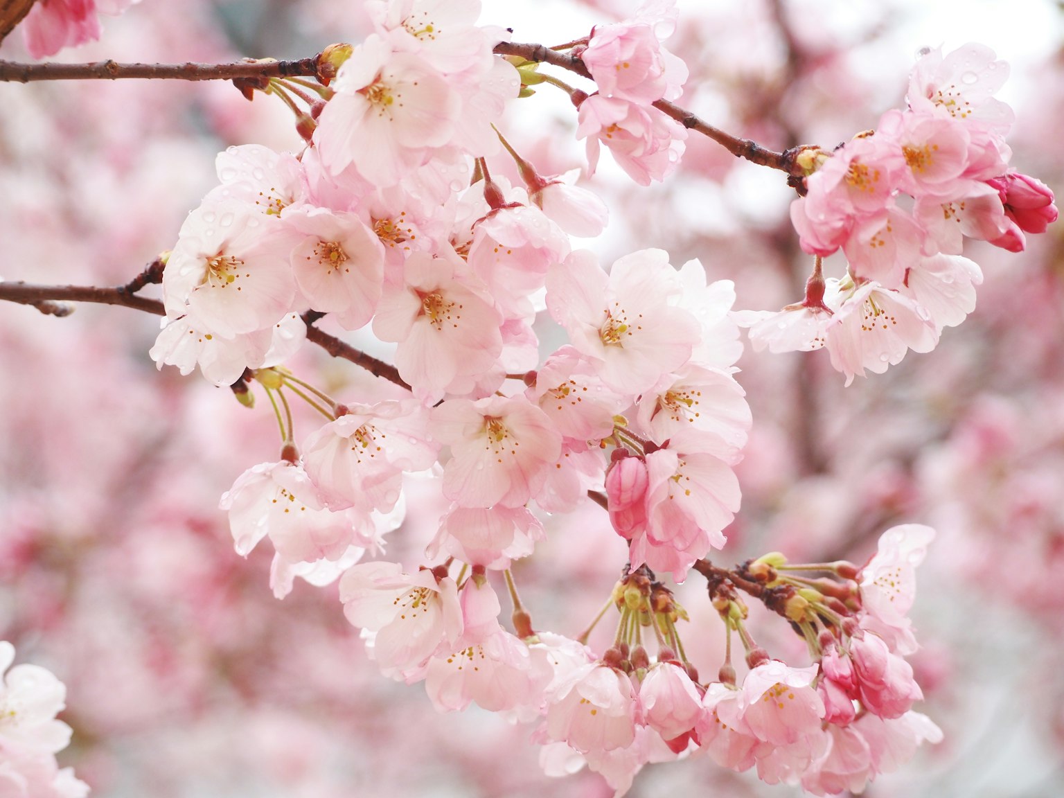 Gros plan de branches de cerisier avec des fleurs roses