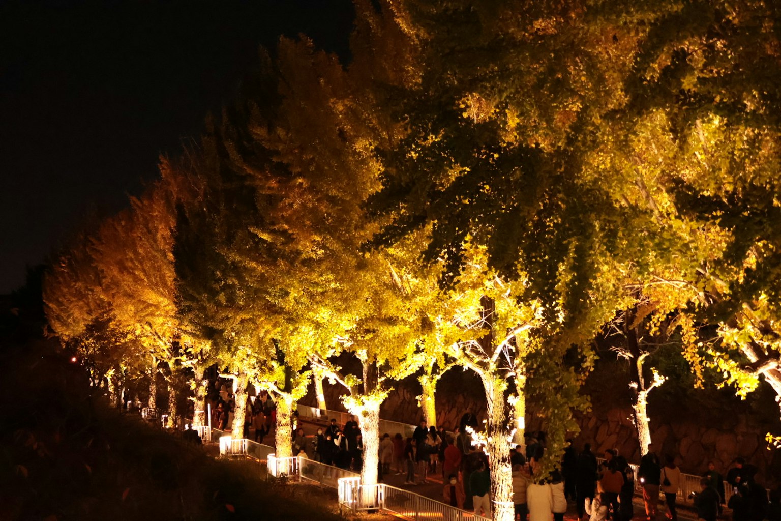 夜间照亮的银杏树行