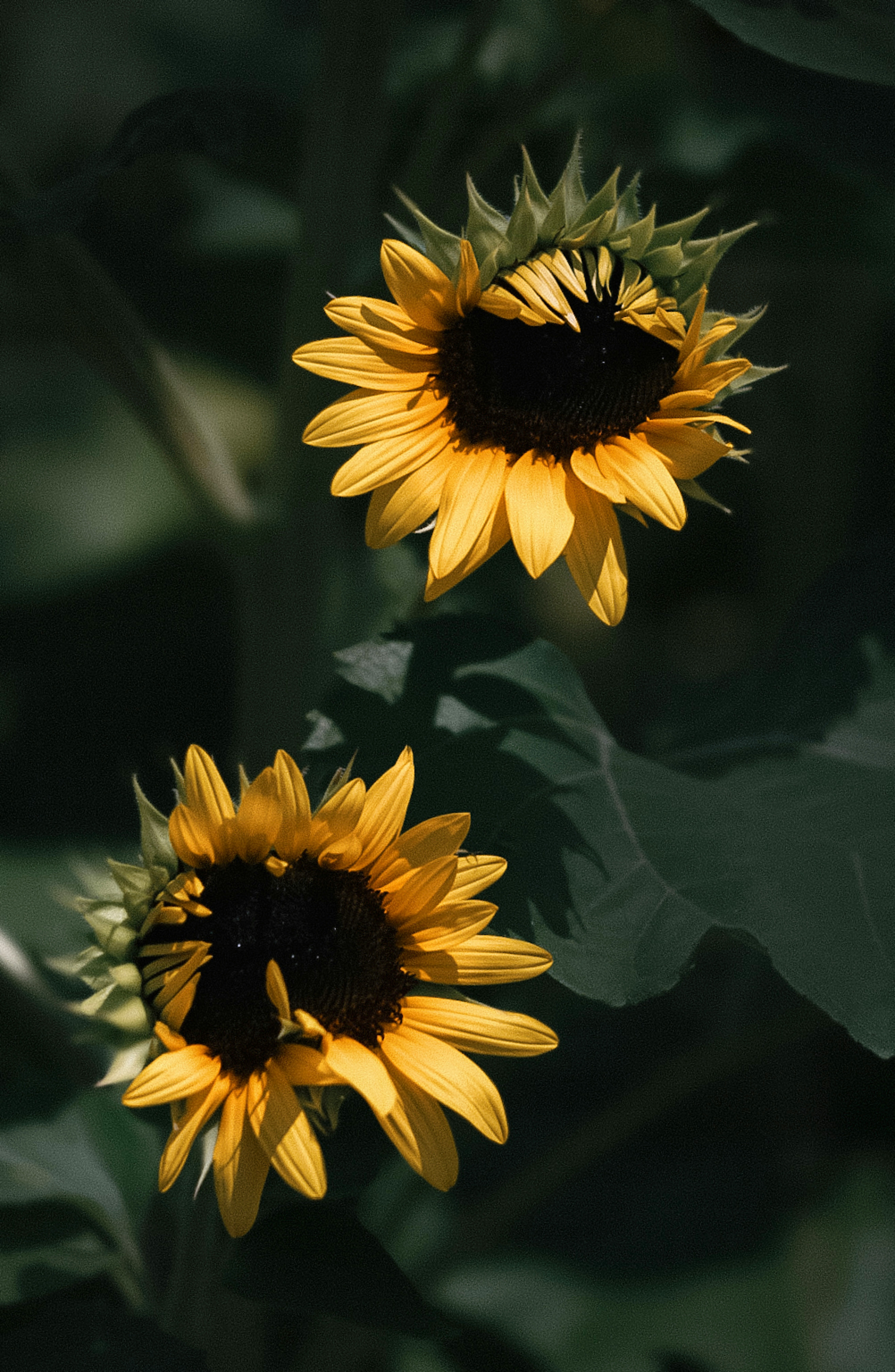 summer sunflowers in bloom