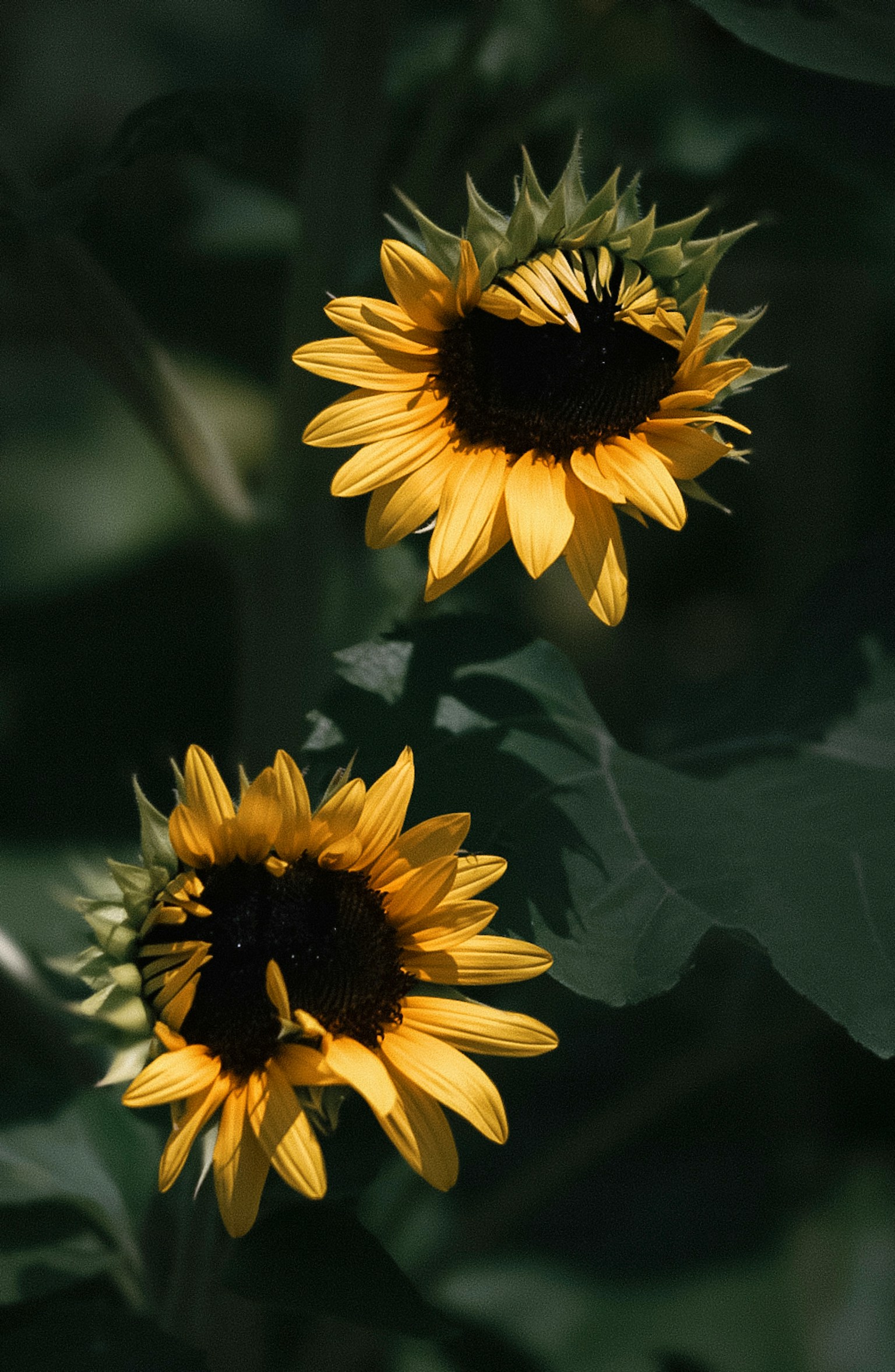Due girasoli che fioriscono tra le foglie verdi