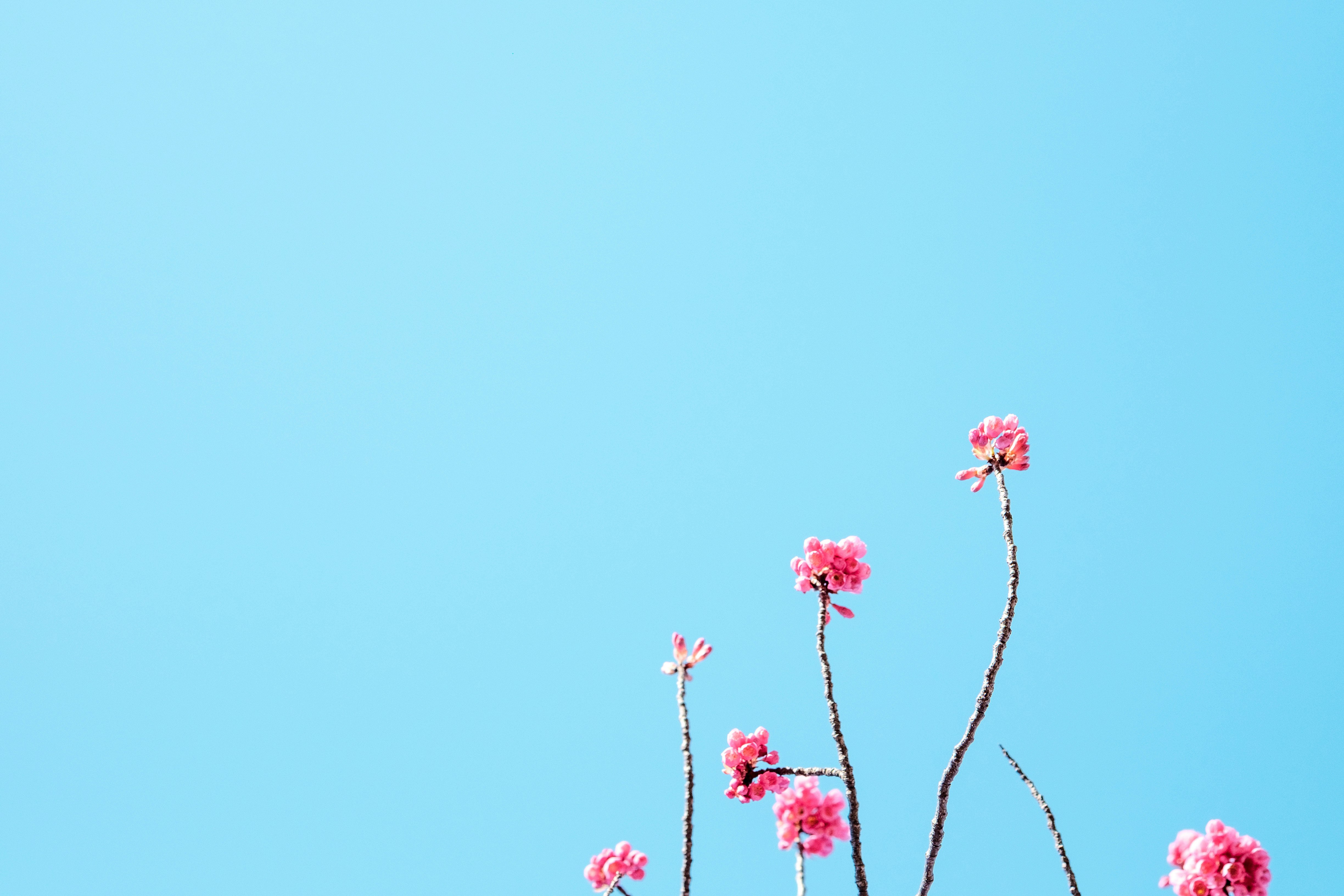 Rosa Nelken ragen in einen klaren blauen Himmel