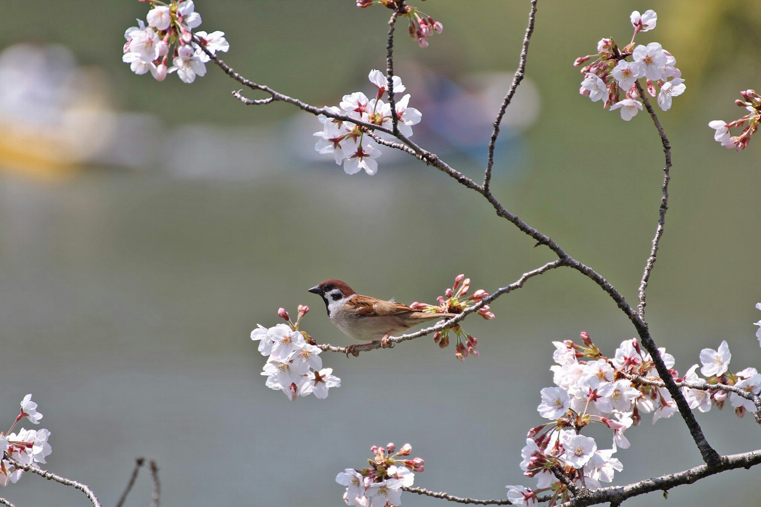 Moineau perché sur une branche de cerisier avec une surface d'eau floue et des kayaks en arrière-plan