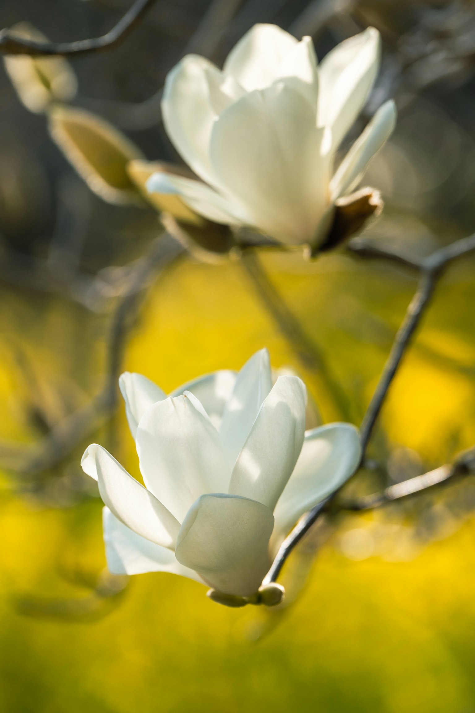 Nahaufnahme von weißen Magnolienblüten mit verschwommenem gelbem Hintergrund