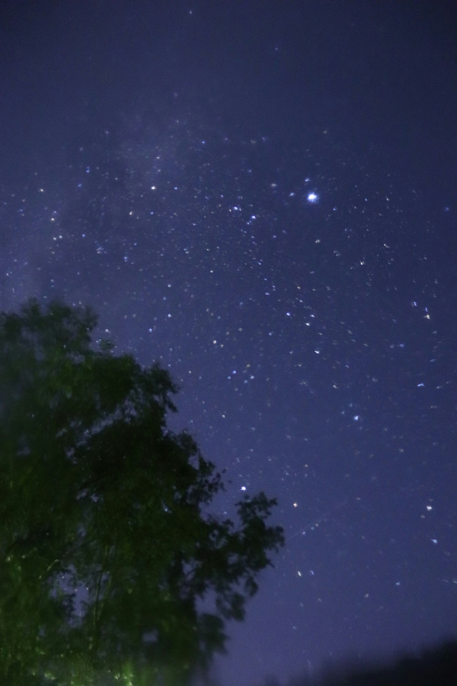 星空與輪廓樹木