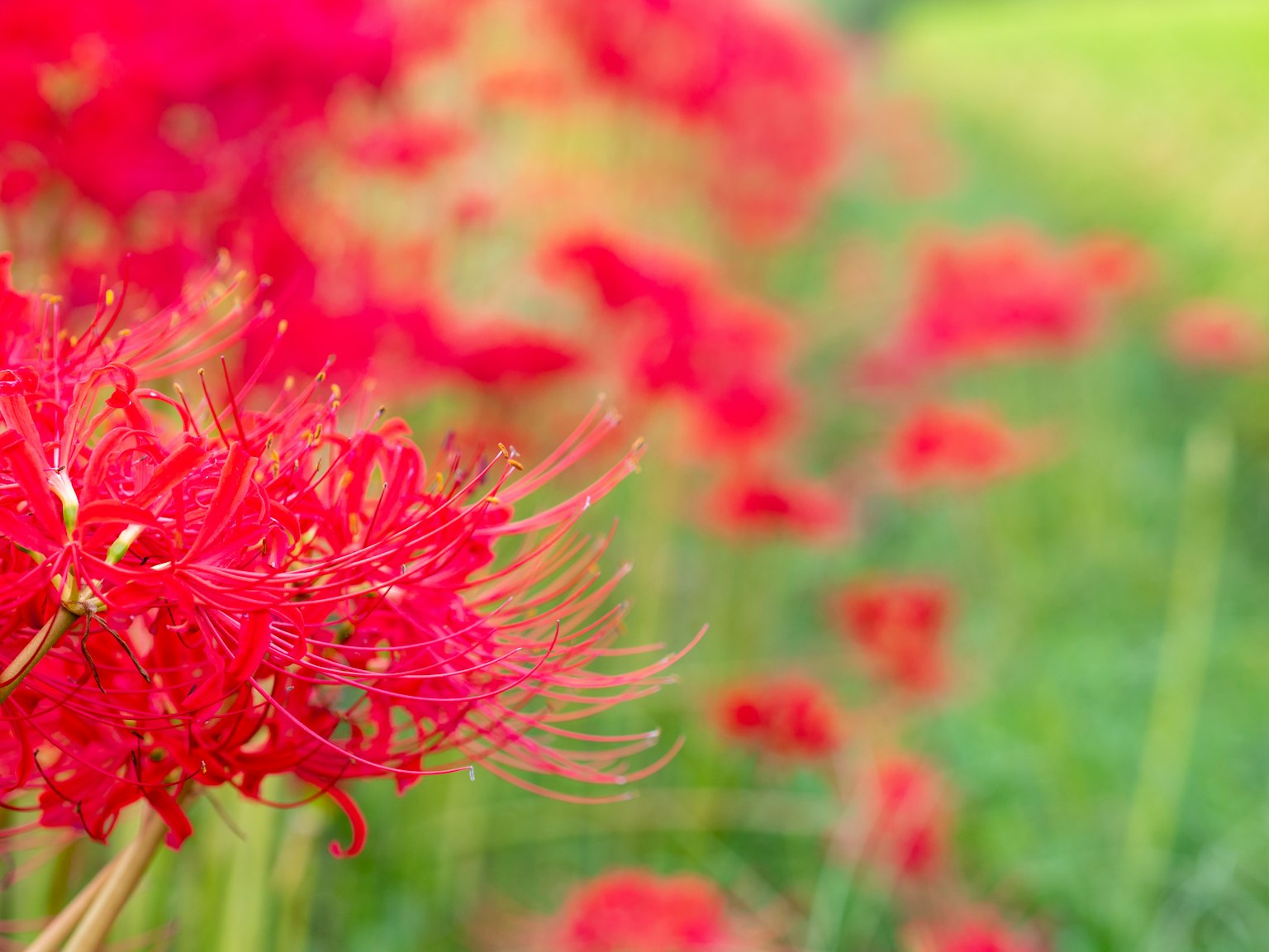 ภาพของดอกลิลลี่แมงมุมสีแดงบานในพื้นหลังเบลอ