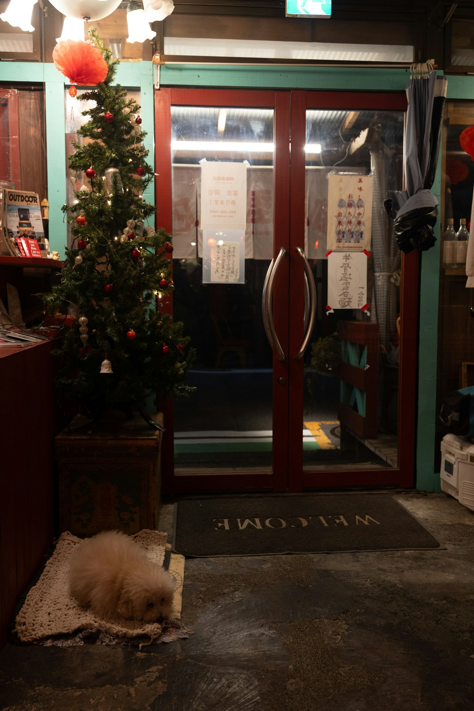 Cửa vào của một cửa hàng được trang trí với cây thông Noel và một con chó đang ngủ ở phía trước