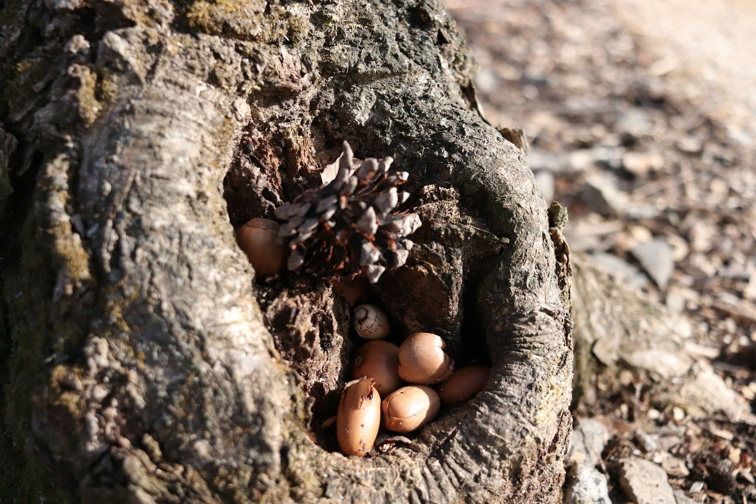 Batang pohon berongga dengan buah ek dan kerucut pinus kecil