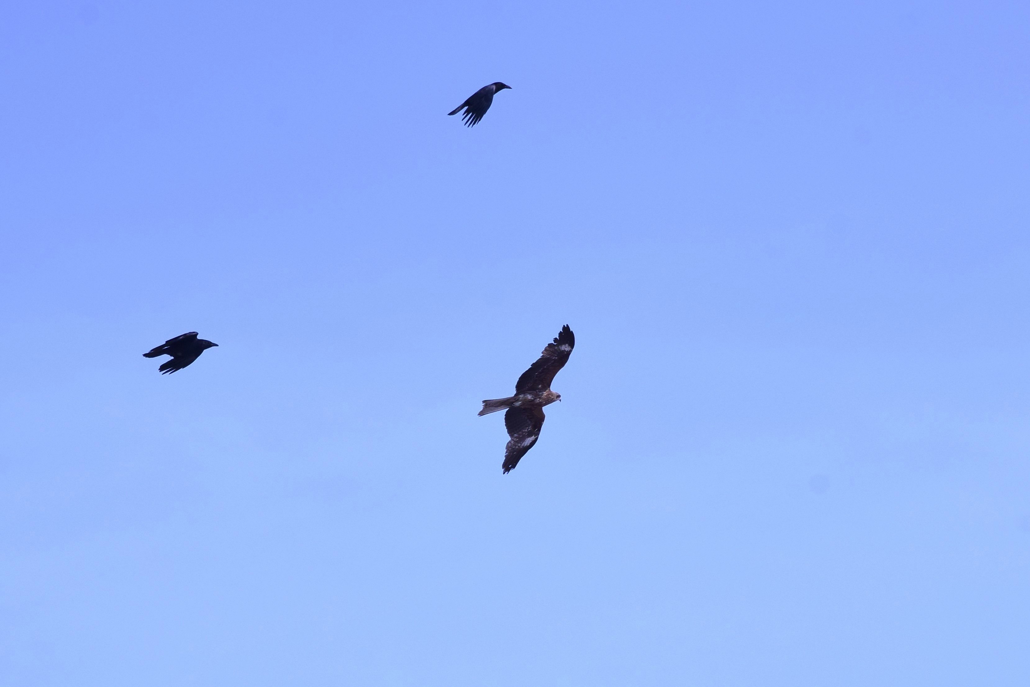 空を飛ぶカラスの群れ