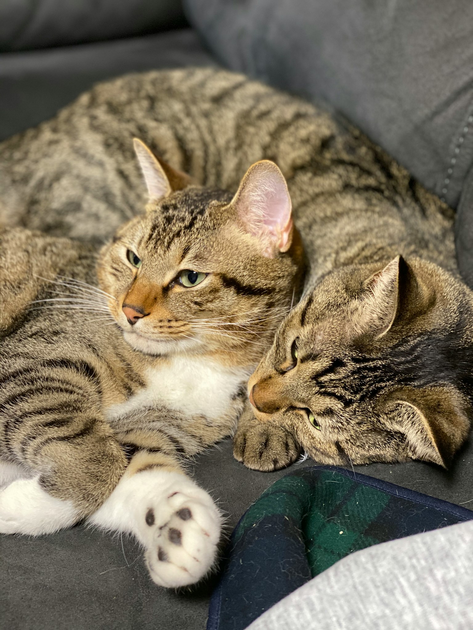 Dua kucing belang coklat berpelukan bersama