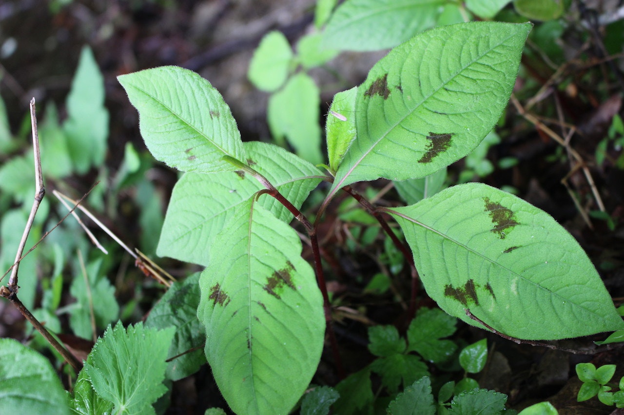 ミズヒキの葉が茂る林床の近景