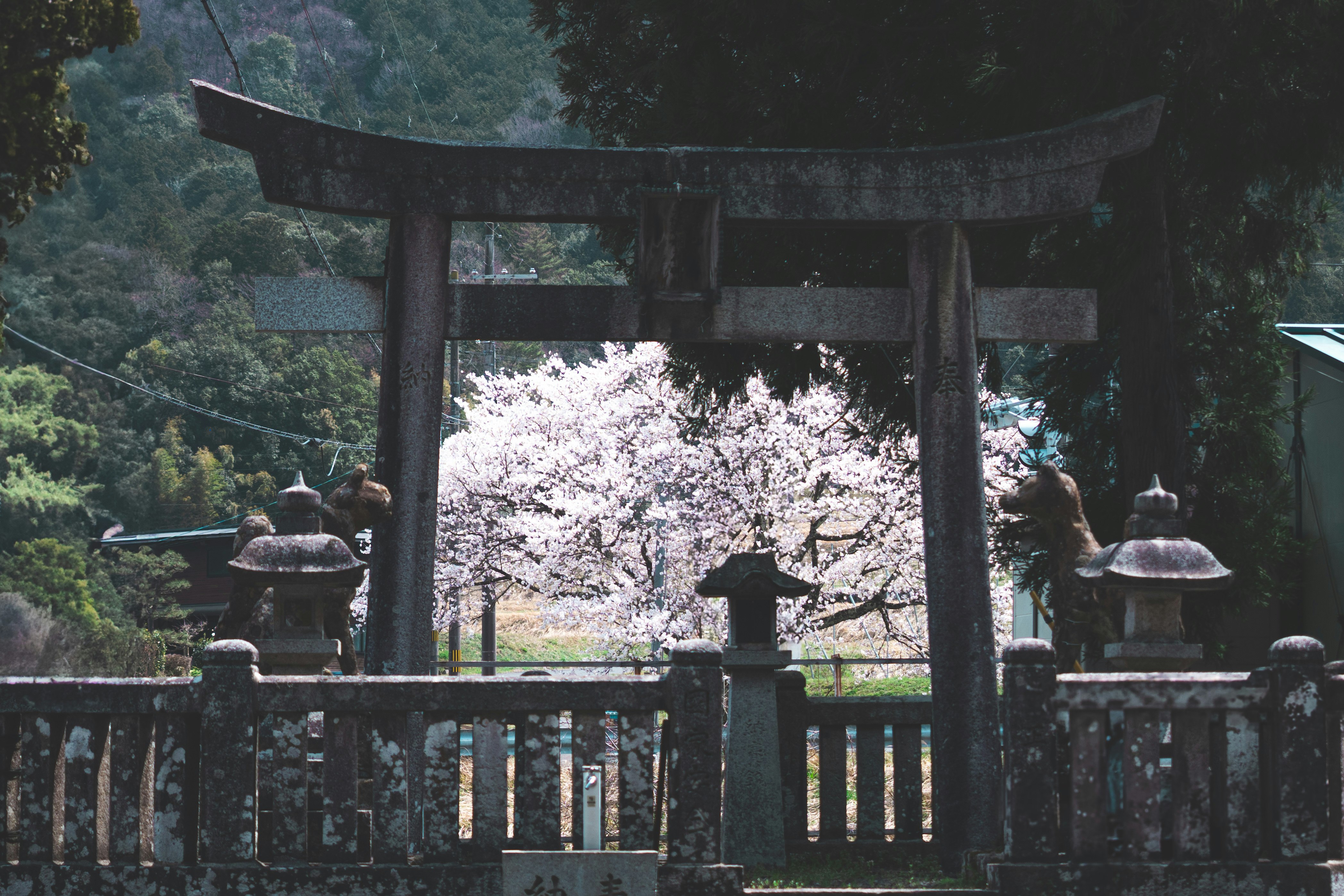 Scorcio primaverile di un santuario con un torii e ciliegi in fiore