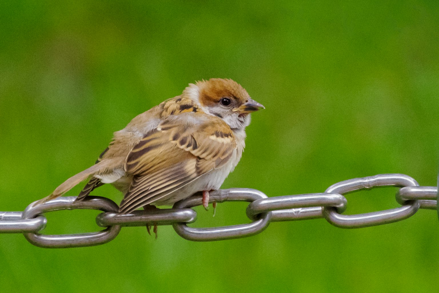 Kleiner Vogel auf einer Metallkette vor grünem Hintergrund