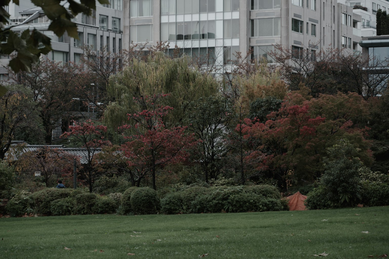 Césped verde del parque con árboles de otoño y edificios modernos al fondo