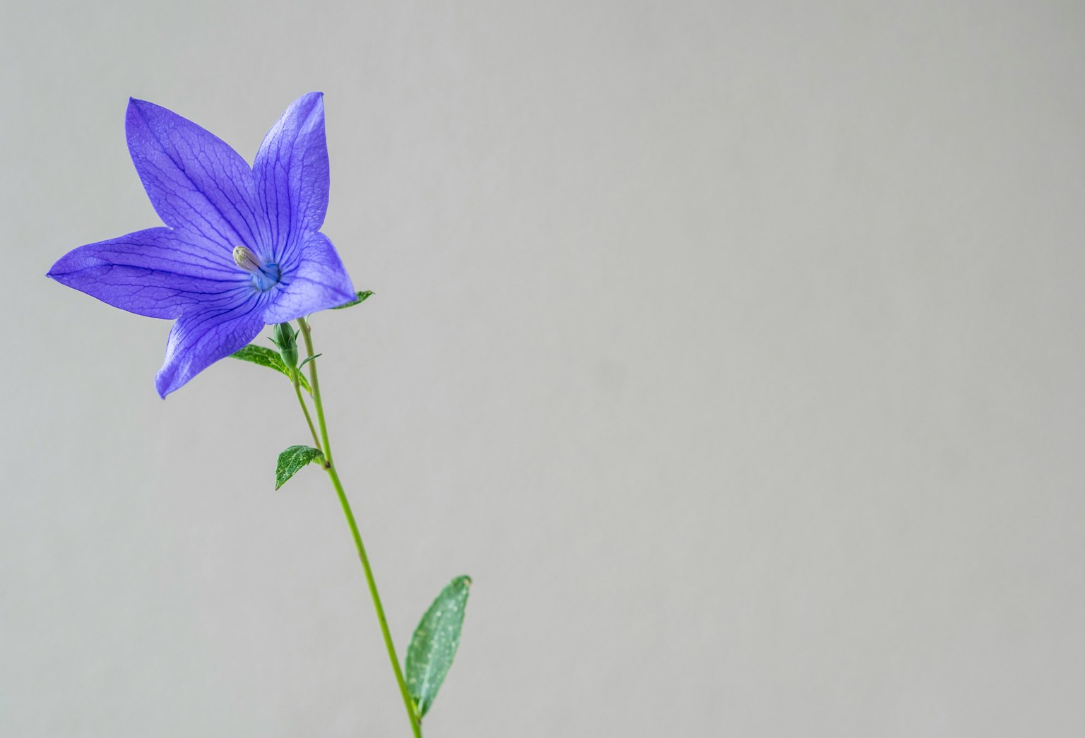 A single purple flower on a stem against a plain background