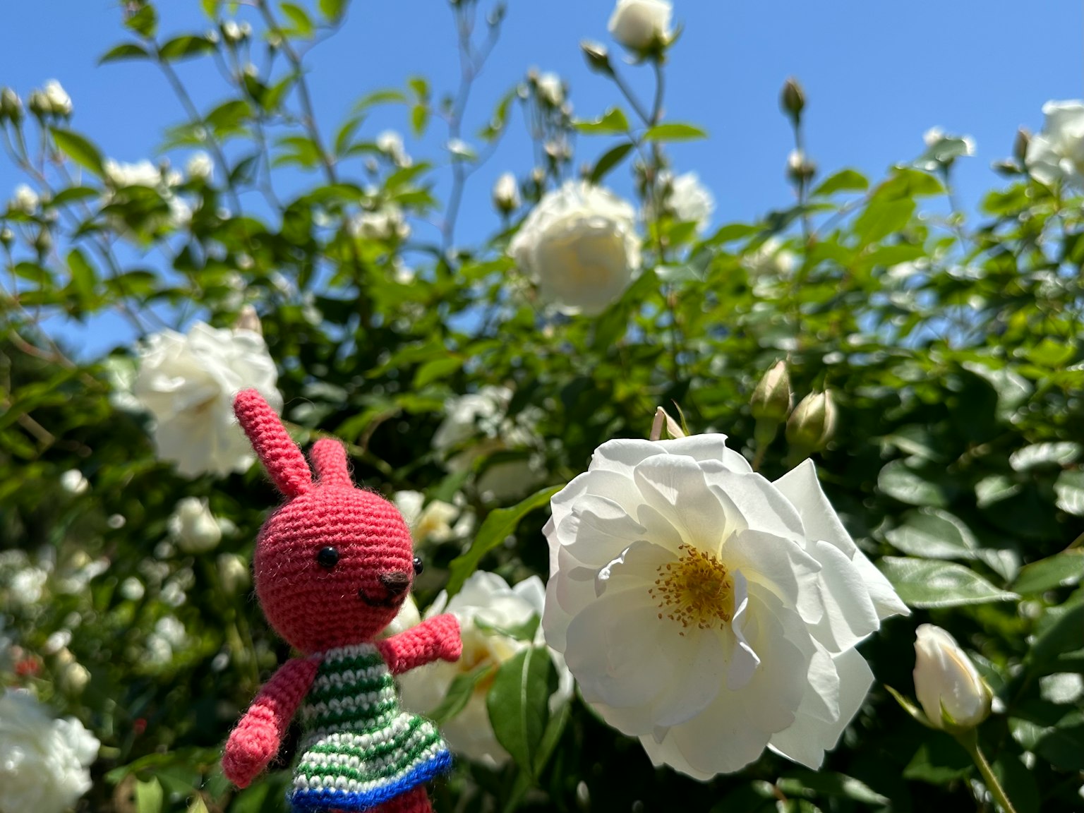 Un giocattolo di peluche colorato a forma di coniglio accanto a un cespuglio di rose bianche sotto un cielo blu