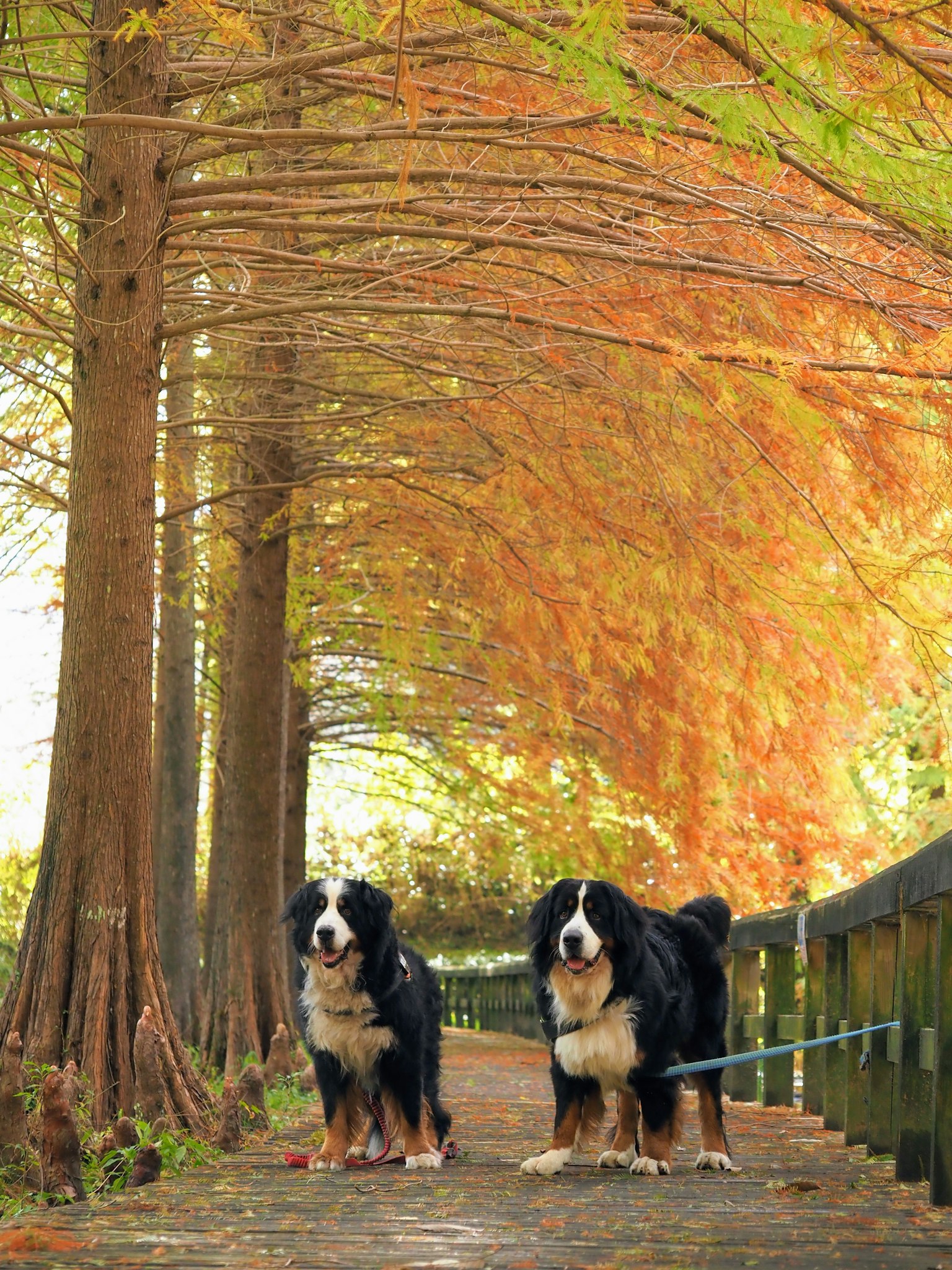 Dos perros berneses de pie bajo árboles de colores otoñales