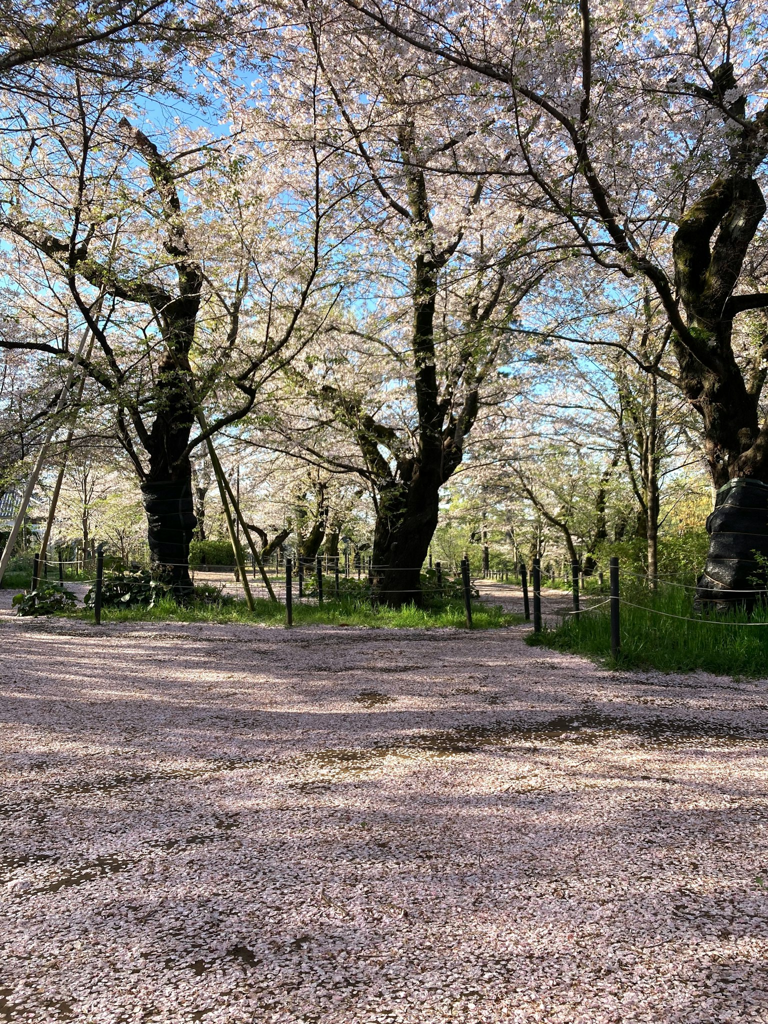 Szenische Ansicht von Kirschblütenbäumen in einem Park mit Blütenblättern auf dem Boden