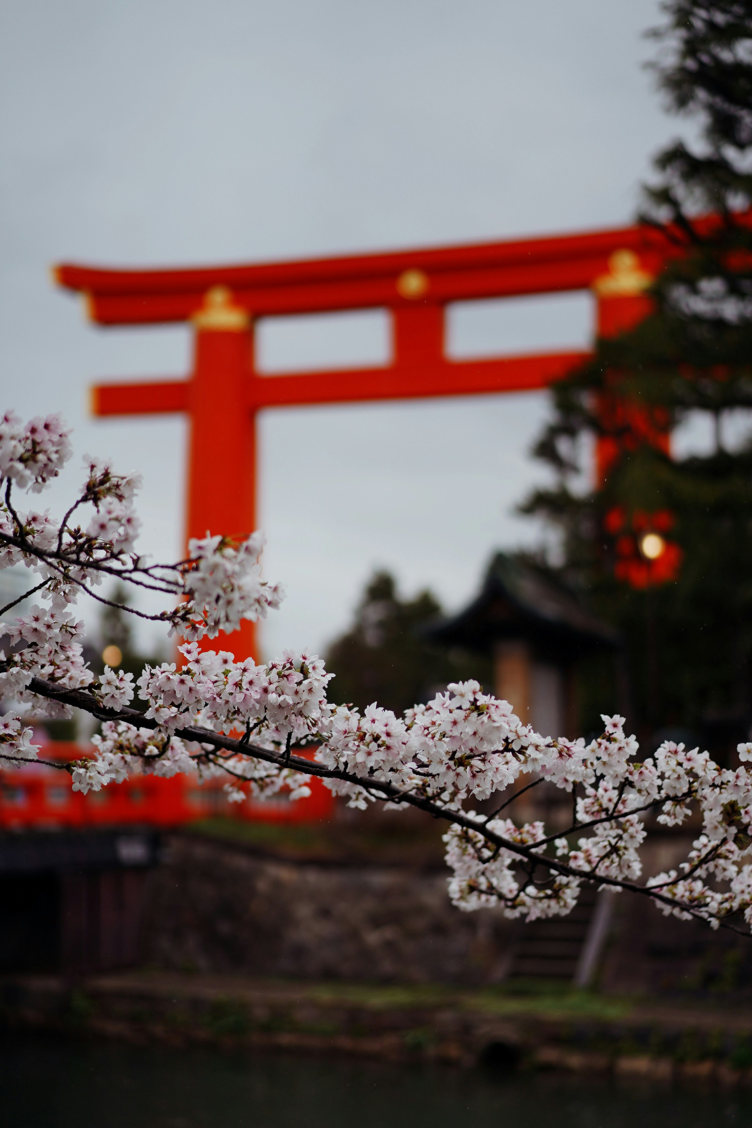 雨に霞む桜と平安神宮の朱塗り鳥居