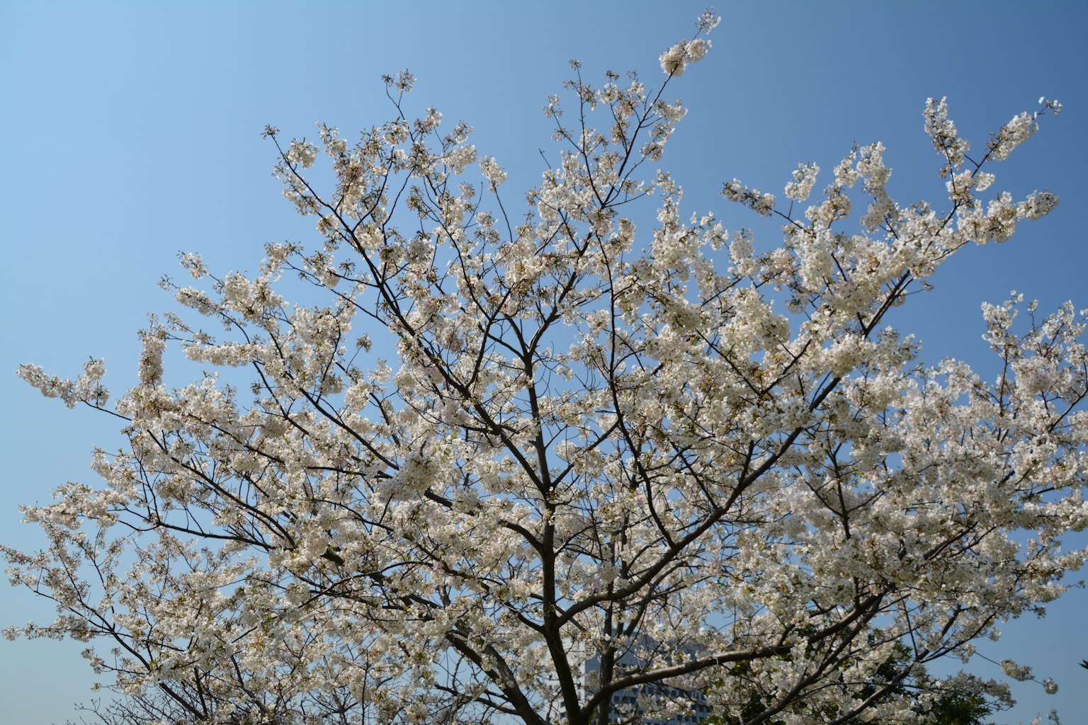 Un albero di ciliegio in fiore con fiori bianchi sotto un cielo blu