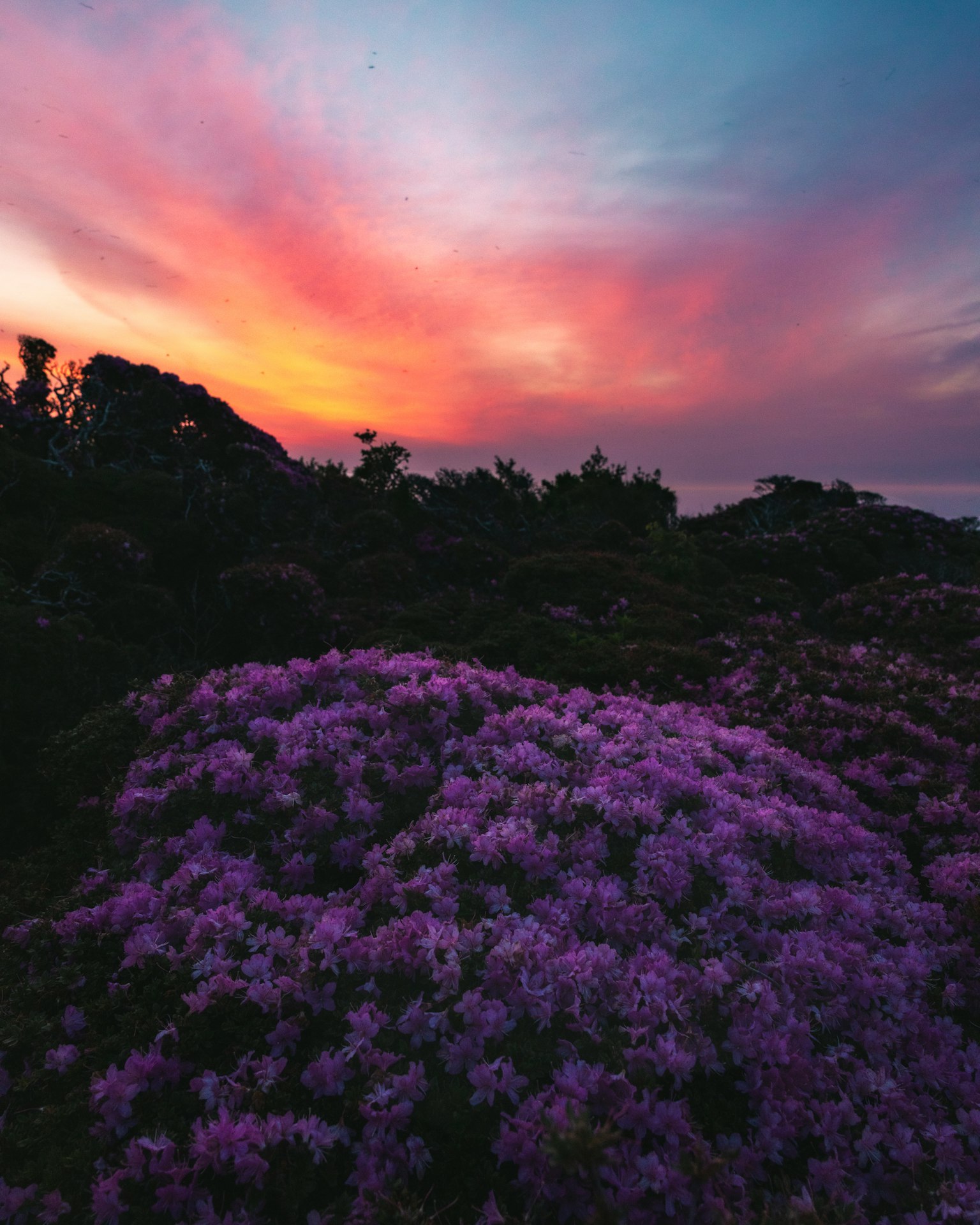 Paysage avec des fleurs violettes sous un ciel de coucher de soleil