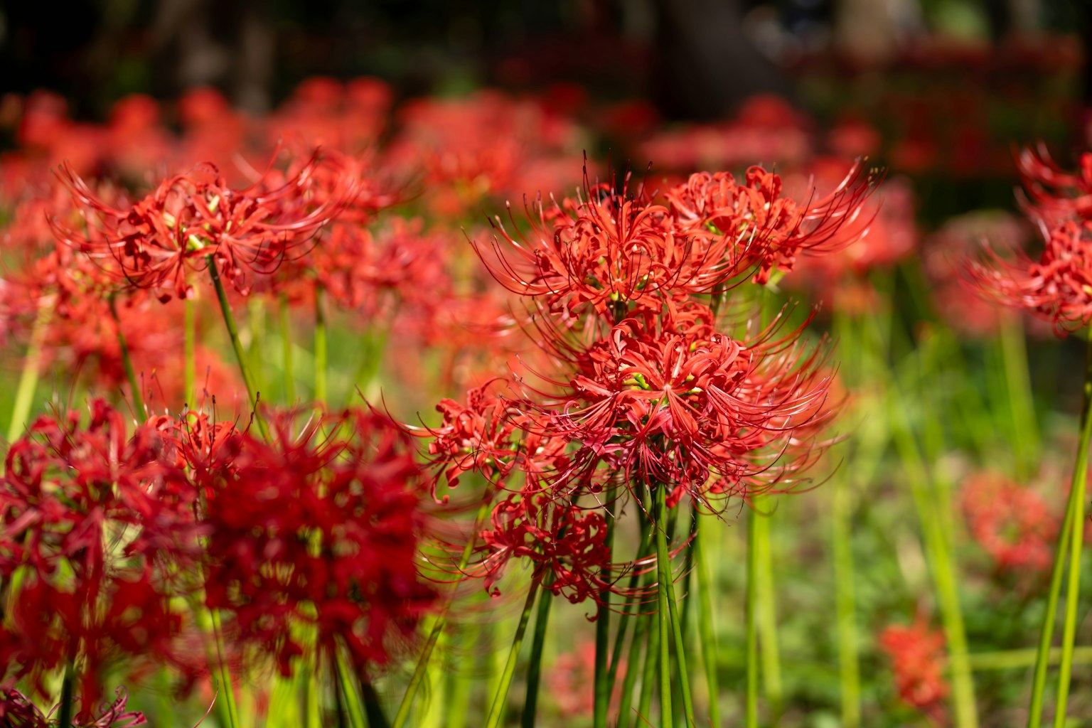 Un champ de lys araignées rouges vibrantes en fleurs